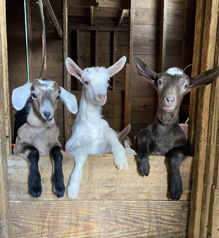 Baby goats at Dutch Girl Creamery