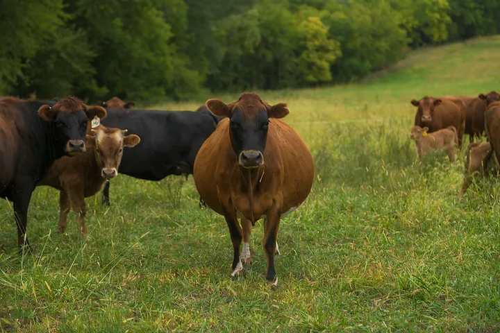 Cattle